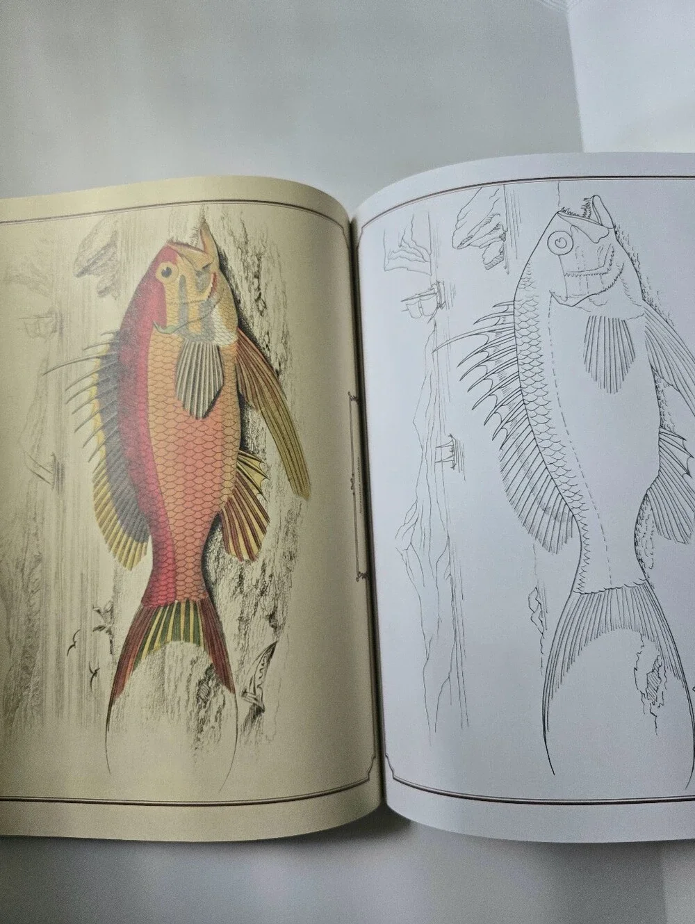 The Beautiful Nature Adult Vintage Coloring Book
